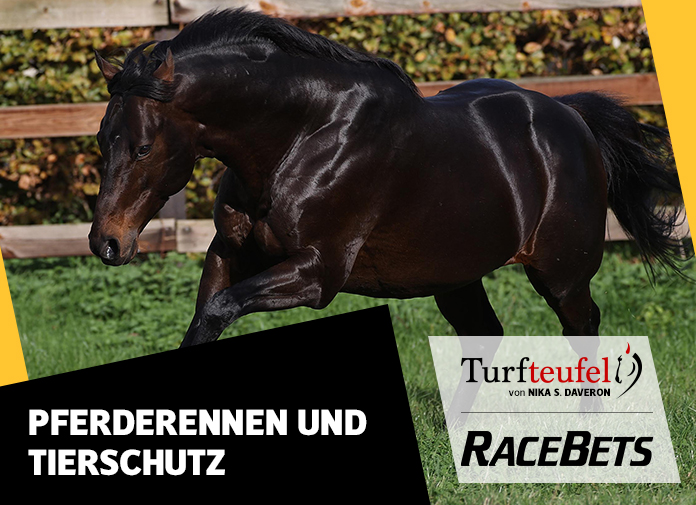 Turfteufel: Galopprennen und Tierschutz? Turfteufel: Galopprennen und Tierschutz?