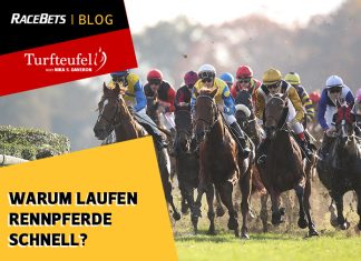 Turfteufel: Warum laufen Rennpferde schnell? Turfteufel: Warum laufen Rennpferde schnell?