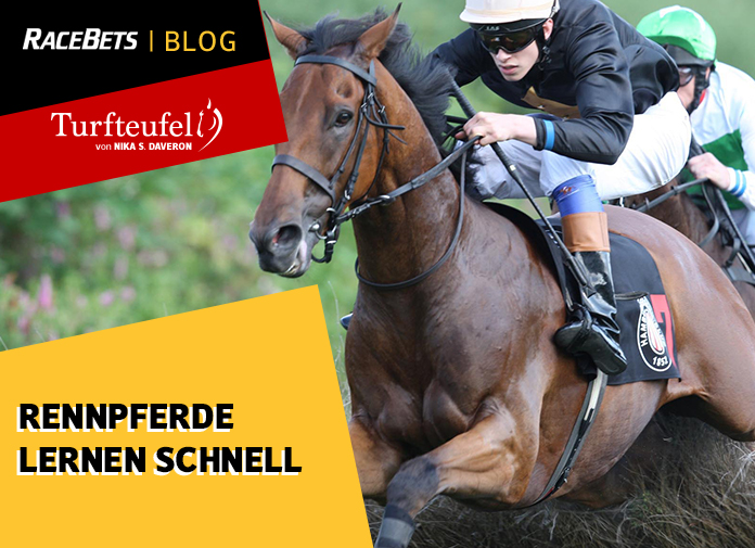 Turfteufel Rennpferde lernen schnell RaceBets Blog