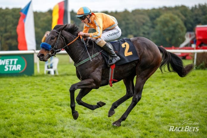 Vinnare siegt unter Senan Macredmond am 29.10.2023 Renntag in Berlin-Hoppegarten.