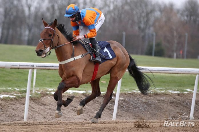 Claim The Stars siegt unter Robin Weber am 21.01.2024 Renntag in Dortmund.